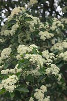 Sorbus aria - Whitebeam in full flower during May