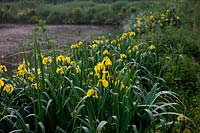 Iris pseudacorus - Yellow Flag growing along the margins of a pool