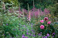 Plantings in Holbrook Garden, Devon, late May showing Rosa GERTRUDE JEKYLL 'Ausbord', Digitalis purpurea 'Sutton's Apricot' AGM and Silene dioica - Red Campion
