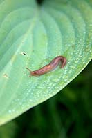 Slug on Hosta leaf