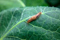 Slug on Brassica - Cauliflower leaf