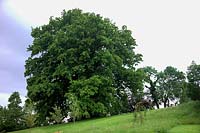 Lucombe Oak - Quercus x hispanica 'Lucombeana' - a magnificent specimen in Bradninch near Exeter, Devon