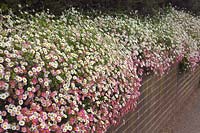 Erigeron karvinskianus AGM - the colours are more intense after a period of cloudy weather