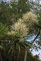 Cordyline australis AGM - in flower in Falmouth, Cornwall, UK local name Dracaena - though incorrect