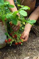 Woman Gardener picking Fragaria x ananassa 'Pegasus'  AGM - Strawberries growing in clay pots