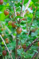 Ribes uva-crispa 'Whinham's Industry'  - C/D -  AGM Gooseberry