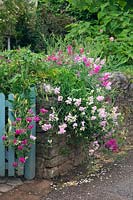 Lathyrus latifolius - Perennial pea or Everlasting sweet pea clambering over a stone boundary wall of a country cottage