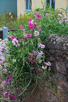 Lathyrus latifolius - Perennial pea or Everlasting sweet pea clambering over a stone boundary wall of a country cottage