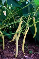 Phaseolus vulgaris 'Sonesta' AGM Dwarf French Beans