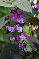Lablab purpureus - Hyacinth Bean
