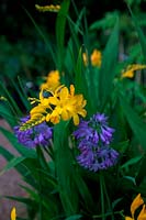 Agapanthus 'Holbrook' with Crocosmia 'Paul's Best Yellow'