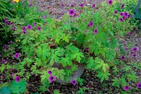 Geranium 'Ann Folkard' AGM in terracotta planter pot