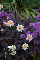 Dahlia 'Twyning's After Eight'  - Sin -  AGM with Campanula lactiflora