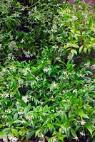 Trachelospermum asiaticum - Asiatic jasmine