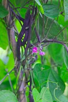 Phaseolus vulgaris 'A Cosse Violette' Climbing French bean
