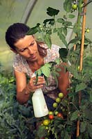 Woman gardener spraying tomatoes with soft ssoap against whitefly infection