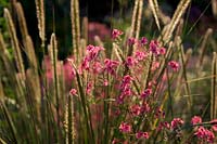 Pennisetum macrourum and Diascea personata- backlit by evening sun in late July