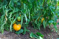 Growing Beefsteak Tomatoes in soil in a polytunnel first ripening fruits on Solanum lycopersicum 'Orange Ox Heart' syn. 'Coeur du Boeuf Orange'