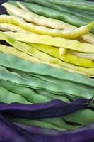 Climbing French beans - Phaseolus vulgaris 'Algarve', Phaseolus vulgaris 'A Cosse Violette'  Phaseolus vulgaris 'Cobra' AGM, Phaseolus vulgaris 'Corona d'Oro'