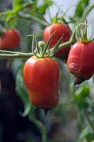 Blossom end rot in tomatoes - Solanum lycopersicum - is a physiological problem, caused by adverse growing conditions rather than a pest or disease. Shown here in 'Andine Cornue'