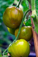 Tomatoes - Solanum lycopersicum 'Moldovan Green'