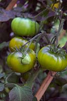 Solanum lycopersicum 'Moldovan Green' Tomato