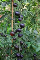 Solanum lycopersicum 'Indigo Rose' Tomato