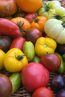 Home grown Heritage tomatoes - Solanum lycopersicum