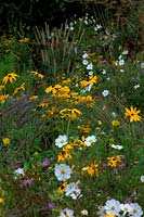 Rudbeckia hirta 'Indian Summer' with Cosmos 'Purity' and Molinia caerulea subsp. caerulea 'Strahlenquelle' centre frame