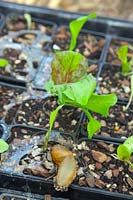 Metaldehyde slug pellet kills mollusc - grey slug - Arion ater which has previously damaged Chicory seedlings