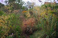 Naturalistic plantings in Holbrook Garden during September - Miscanthus, Stipa gigantea, Anemanthele lessiona and Heleniums