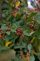 Frangula alnus - Alder Buckthorn - fruits