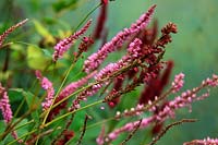 Persicaria amplexicaulis 'Pink Elephant' with Persicaria amplexicaulis 'Blackfield' at rear