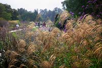 Miscanthus nepalensis in the Centenary Border at Hillier Gardens, Hampshire