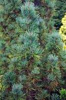 Pinus cembra 'Jermyns'