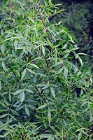 Fraxinus angustifolia var. australis
