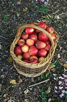 Malus domestica 'Katja'  - D -  Windfall Katy apples in a basket