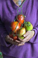 Woman gardener holding home grown Beefseak Tomatoes - Solanum lycopersicum 'Cornue des Andes' syn. 'Andine Cornue' syn. 'Andean Horn'
