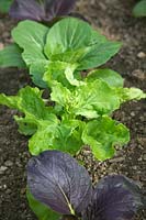 Lined out plants of Brassica rapa  - Chinensis Group -  Pak Choi 'Colour and Crunch'
