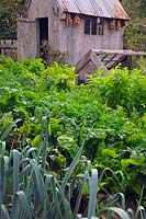 Vegetable Garden at RHS Rosemoor in September with Leeks, Parsnips and Shed