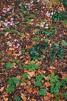 Naturalistic planting of Cyclamen hederifolium AGM with seedlings of Anthriscus sylvestris - needs mowing once a year in July. The odd weed grass is spot sprayed with glyphosate - as shown back right