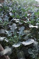 Brassica oleracea var. italica 'Ironman' Calabrese
