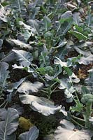 Brassica oleracea var. italica 'Ironman' Calabrese