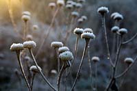 Telekia speciosa seedheads with hoar frost in late December