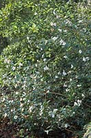 Camellia 'Cornish Snow'  - cuspidata x saluenensis -  AGM