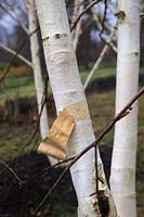The bark of Betula utilis var. jacquemontii 'Grayswood Ghost' AGM