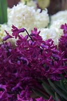 Hyacinthus orientalis 'City of Haarlem' AGM with Hyacinthus orientalis 'Woodstock'