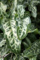 Arum italicum subsp. italicum 'Marmoratum' AGM