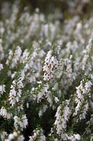 Erica carnea f. alba 'Springwood White' AGM