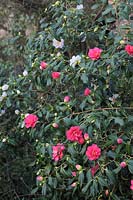 Camellia japonica 'Lady Vansittart' showing colour variation